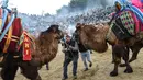 Seorang pria mencoba menarik unta untuk bergulat dalam Selcuk Camel Wrestling Festival di Kota Selcuk, Turki, Minggu (20/1). Gulat yang melibatkan kedua unta jantan ini merupakan tradisi suku-suku Turki nomaden sejak 2.400 tahun lalu. (BULENT KILIC/AFP)