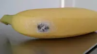 Alangkah ketakutannya wanita asal Inggris ini saat menemukan 'tamu tak terduga' di pisang yang akan menjadi kudapannya.
