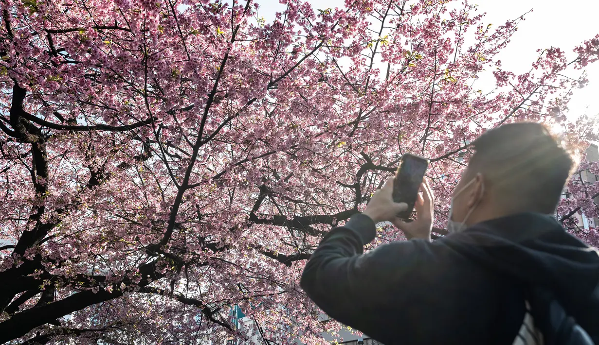 Musim sakura di Jepang sangat dinanti-nantikan oleh penduduk setempat dan pengunjung, dan pengumuman dimulainya musim sakura di Tokyo diberitahukan oleh kantor-kantor berita utama dan disiarkan secara live di televisi. (Photo by Richard A. Brooks / AFP)