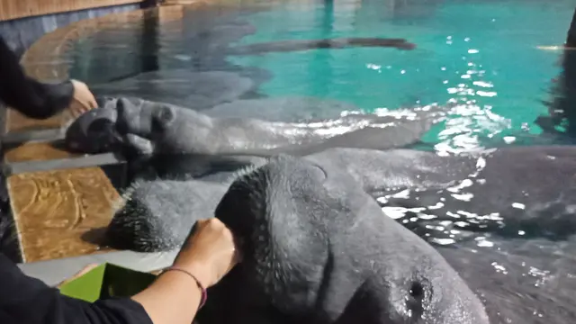 Interaksi Seru dengan Manatee, si Hewan Besar dari Amerika