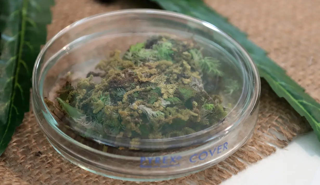 <p>Contoh ganja ditempatkan di atas meja saat konferensi pers Kementerian Kesehatan Thailand di Bangkok, Rabu (7/8/2019). Ganja medis tersebut bisa diresepkan oleh dokter untuk pasien penyakit alzheimer, parkinson, hingga perawatan paliatif. (AP Photo/Sakchai Lalit)</p>