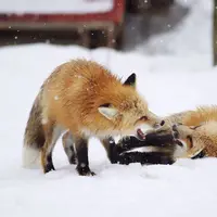 Zao Fox, desa di Jepang tempat kamu bisa melihat rubah berkeliaran dengan bebasnya.