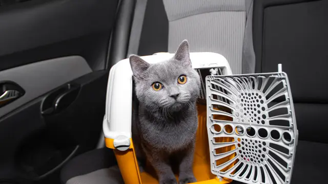 Happy Purrfect Valentine! Ini 5 Ide Seru Tunjukkan Kasih Sayang pada Kucing di Rumah