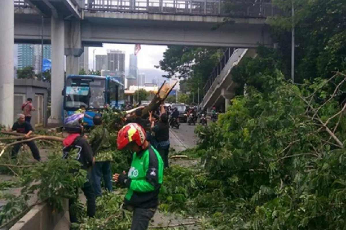 Pohon Tumbang Jakarta