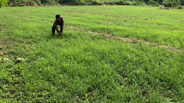 Lahan pertanian tak menghasilkan dan ditumbuhi rumput akibat rusaknya irigasi di Desa Padabeunghar, Kecamatan Jampangtengah, Kabupaten Sukabumi. (Liputa6.com/Fira Syahrin).