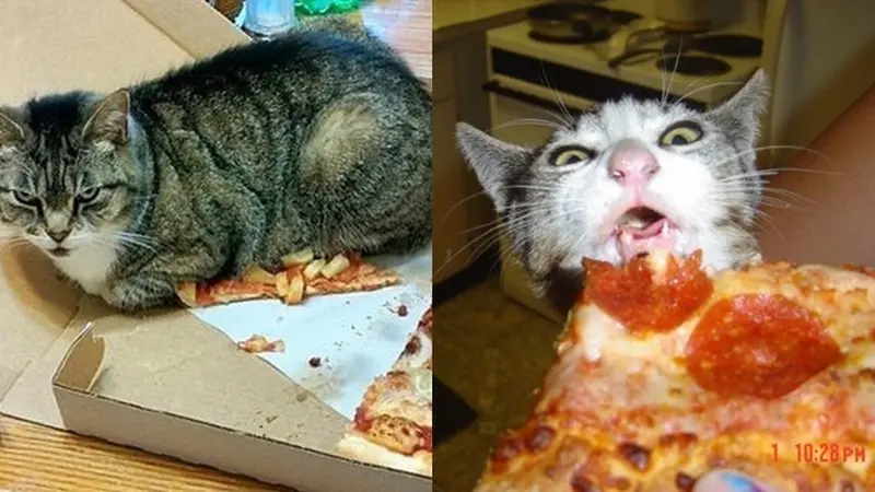 6 Tingkah Kucing Suka dengan Pizza Ini Bikin Pemelihara Tepuk Jidat
