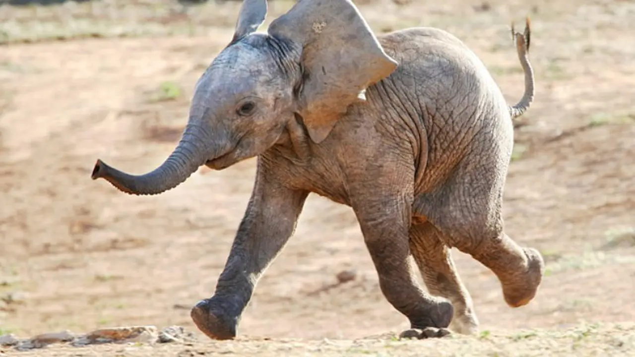 [Bintang] Sambut Akhir Pekan Ditemani Para Anak Gajah yang Menggemaskan