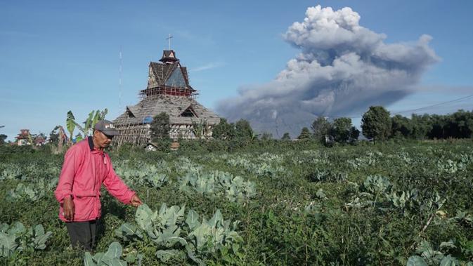 Seorang petani terlihat saat Gunung Sinabung mengeluarkan erupsi asap tebal ke udara di Karo, Sumatera Utara, Minggu, (23/8/2020). Untuk kesekian kalinnya Gunung Sinabung kembali erupsi dengan menyemburkan abu vulkanis ke udara hingga radius 2 kilometer. (Muhammad Zulfan Dalimunthe / AFP)