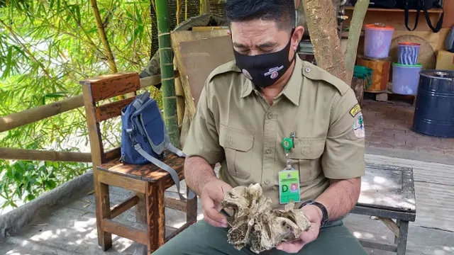 Meneliti Temuan Tengkorak Diduga Mirip Harimau Jawa atau Macan Tutul