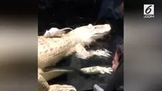 Rekaman seekor tikus melarikan diri saat akan disantap oleh buaya. Momen ini terjadi saat jadwal pemberian makan buaya di Alligator Alley Park.