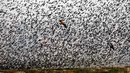 Burung layang-layang terbang melewati migrasi burung jalak eropa (Sturnus vulgaris) sebelum hinggap untuk beristirahat dan tidur, terlihat di Lembah Jordan, Tepi Barat, sepanjang perbatasan dengan Yordania pada 3 Februari 2019. (MENAHEM KAHANA / AFP)