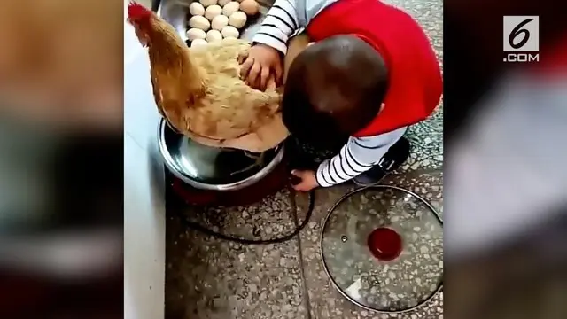 Begini kepolosan seorang bocah laki-laki ketika mencoba memasak seekor ayam. Benar-benar bikin tepok jidat.