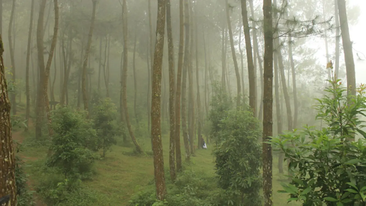 Menyibak Misteri Kabut Hutan Pinus Kragilan