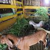 Pedagang memberi makan kambing di kios hewan ternak kawasan Buaran, Jakarta Timur, Jumat, (10/6/2022). Wabah Penyakit Mulut dan Kuku (PMK) hewan menyebabkan tutupnya sejumlah pasar hewan sehingga pedagang sulit mendapatkan kambing di pasar. (Liputan6.com/Johan Tallo)