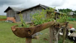 Sebuah bom yang dijatuhkan dari pesawat  Angkatan Udara AS selama Perang Vietnam  digunakan sebagai tempat tanaman di desa Ban Napia, Laos (03/9). Tujuan pengeboman untuk memutus rantai pasokan Vietnam Utara melalui Laos. (REUTERS/Jorge Silva)
