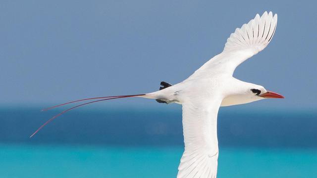 16 Burung Paling Eksotis dan Langka, Hanya Ada di Kepulauan Galapagos!