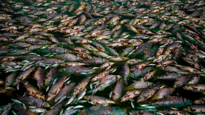 Ribuan Ikan Mati di Sungai Salado Argentina, Begini Penampakannya