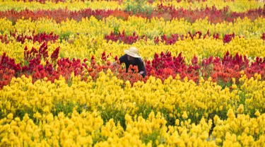 Seorang tukang kebun bekerja di obyek wisata Taman Bunga Celosia di Panga, provinsi Aceh, 27 Januari 2019. Taman seluas satu hektare ini ditumbuhi ribuan bunga celosia yang umumnya banyak dijumpai di negeri kincir angin, Belanda. (CHAIDEER MAHYUDDIN/AFP)