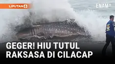 Warga di pesisir Pantai Bunton, Kecamatan Adipala, Kabupaten Cilacap, digegerkan dengan penemuan seekor hiu tutul berukuran besar yang terdampar di pantai.