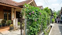 7 Ide Kebun Kecipir Rambat untuk Lahan Sempit, Lengkap dari Tanam hingga Panen