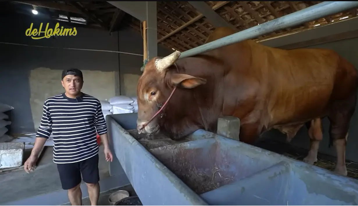 Irfan Hakim memberi makan Wariso yang aka dijadikan sapi kurban untuk tahun ini. Menurutnya, berat wariso lebih dari 1  ton. "Seharian jadi anak kandang lumayan  guys," kata Irfan  Hakim. [Youtube/deHakims channel]