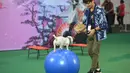 Seekor anjing menunjukkan kemampuannya menjaga keseimbangan pada Pameran Hewan Peliharaan Thailand 2020 di Bangkok International Trade and Exhibition Center (BITEC), Bangkok, Thailand, 3 September 2020. Ajang yang digelar empat hari itu akan berlangsung hingga 6 September. (Xinhua/Rachen Sageamsak)