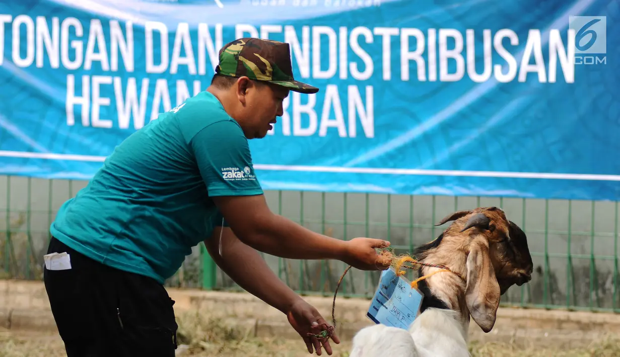 Petugas membawa hewan kurban di Lapangan Masjid Al Azhar, Jakarta, Jumat (1/9). Masjid Al Azhar Jakarta memotong dan mendistribusikan ratusan hewan kurban pada Hari Raya Idul Adha 1438 H. (Liputan6.com/Helmi Fithriansyah)