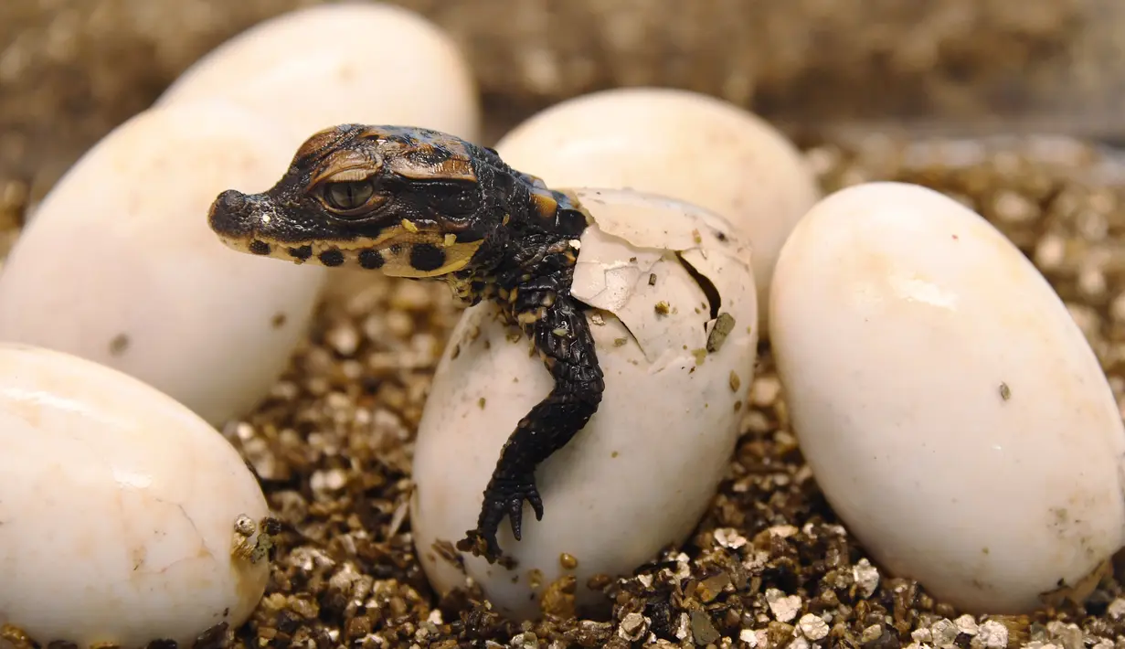 Seekor bayi buaya kerdil Afrika Barat keluar dari cangkang telurnya di taman botani Exotica Planet di Royan, Prancis, Senin (27/8). Buaya dengan nama latin Osteolaemus tetraspis ini merupakan spesies buaya terkecil yang ada. (AFP/MEHDI FEDOUACH)