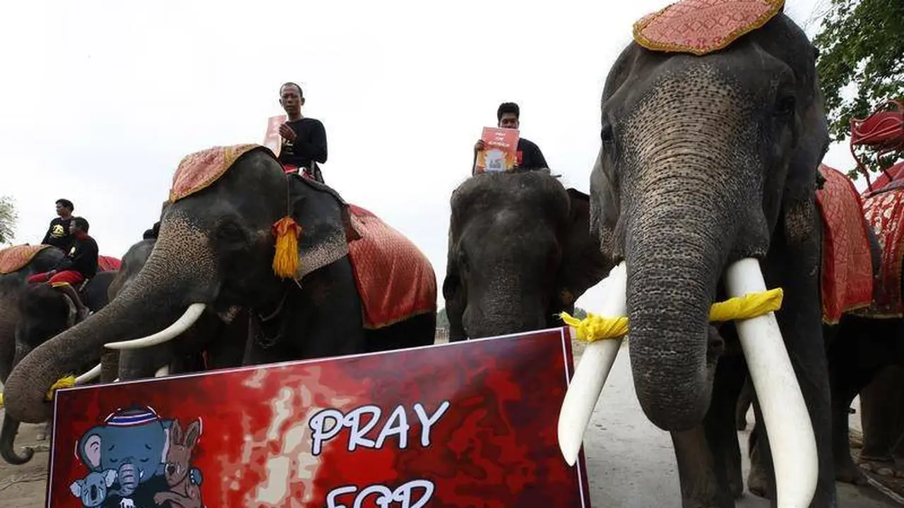 Beri Penghormatan Korban Kebakaran Australia, Gajah di Thailand Ikut Pawai