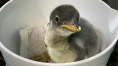 Seekor bayi penguin hendak ditimbang bobotnya di Sea Life Aquarium Sydney di Sydney, Australia (6/11/20202). Pihak akuarium tersebut mengumumkan kelahiran bayi penguin Gentoo pada Minggu (22/11). (Xinhua)
