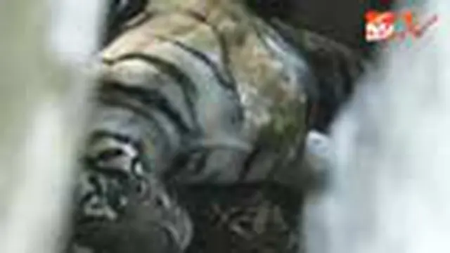 Harimau Sumatra Belum Dievakuasi