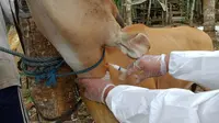 Penyuntikan vaksin dalam penanganan hewan ternak terpapar PMK. (Liputan6.com/istimewa)