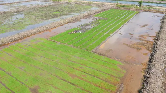 Pakar Ungkap Cetak Sawah Sebagai Langkah Cerdas untuk Kemandirian Pangan