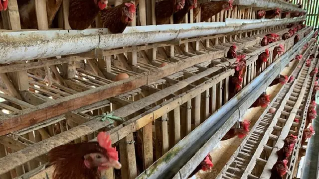 Ayam Kalsiboard Kandang Ayam Ramah Lingkungan Buatan Mahasiswa UNY