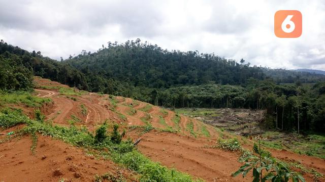 Pembukaan Lahan untuk Kebun Sawit