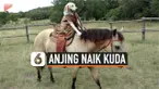 thumbnail anjing naik kuda
