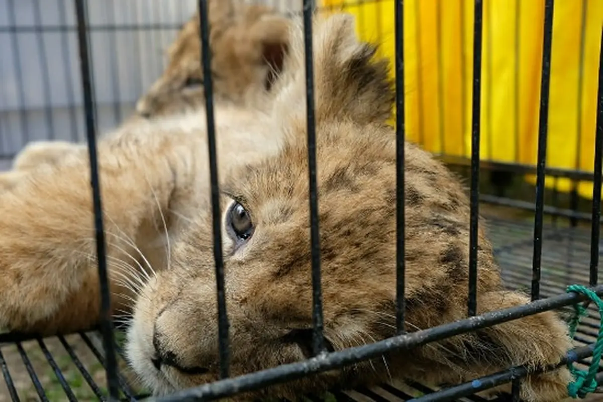 Anak singa Afrika yang disita Polda Riau dari jaringan perdagangan satwa dilindungi.