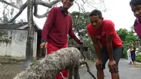 Ribuan Ulat Bulu Bandel Bikin Bingung Warga Tulungagung