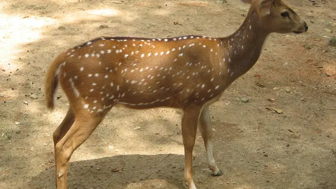 [Bintang] Rusa