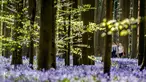 Pasangan berjalan di antara bunga bluebell yang bermekaran di hutan Hallerbos, Belgia, Kamis (19/4). Setiap tahunnya pada pertengahan April dan sepanjang Mei, hutan ini berubah menjadi biru keunguan, seperti di dunia dongeng. (AP/Geert Vanden Wijngaert)