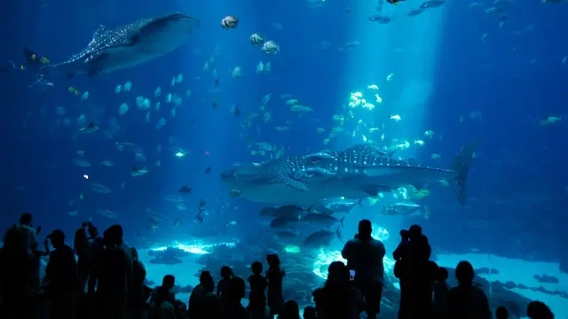 Georgia Aquarium