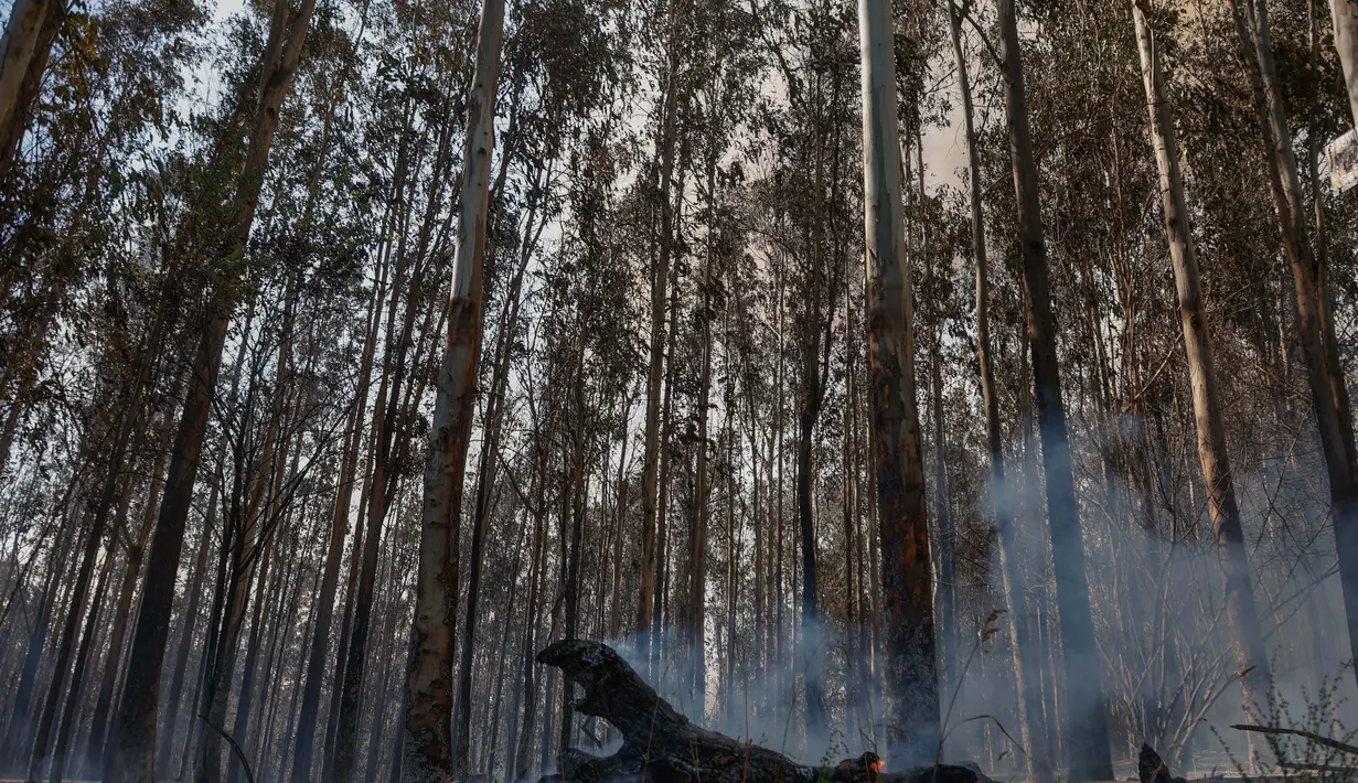 Diperkirakan, kebakaran telah melalap hampir 8.500 hektare lahan dan mengancam sejumlah komunitas, otoritas setempat telah mengeluarkan perintah evakuasi. Tampak dalam foto, sebatang kayu terbakar saat kebakaran hutan di Concepcion, Chile pada 18 Januari 2026. (Raul BRAVO/AFP)