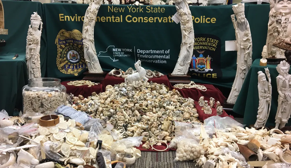 Ratusan kerajinan dari gading gajah disita kepolisian negara bagian New York di Albany, New York (27/7). Penghancuran kerajinan gading ini juga untuk meningkatkan kesadaran umum akan pembunuhan gajah. (AP Photo / Mary Esch)