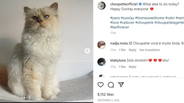 Kucing Choupette