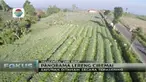 Tak hanya memiliki pemandangan yang cantik, lereng Gunung Ciremai juga merupakan surga bagi berbagai jenis sayuran.