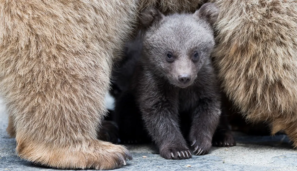 Seekor bayi beruang cokelat Suriah berdiri di bawah induknya, Martine, di kandang mereka di Kebun Binatang Servion, Swiss, Selasa (17/4). Tiga bayi beruang lahir pada 19 Januari 2018. (Cyril Zingaro / Keystone via AP)