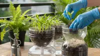 Cara Membuat Galon Bekas Jadi Wadah Semai Bibit Sayur untuk Urban Farming
