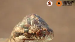 Foto dari media sosial pada 3 Mei 2019 menunjukkan bayi ular piton bermata tiga yang ditemukan di Darwin, Australia. Otoritas Northern Territory Parks dan Wildlife Service membagikan foto piton bernama Monty Python itu ke Facebook. (Northern Territory Department of Tourism and Culture/via REUTERS)