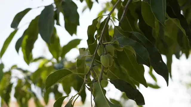 Pohon Tanjung