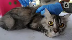 Dokter hewan dari  Suku Dinas Ketahanan Pangan Kelautan dan Pertanian Jakarta Selatan menyuntikkan vaksin antirabies kepada seekor kucing di Perumahan Bumi Karang Tengah, Jakarta Selatan, Selasa (21/9/2021). Kegiatan ini dilakukan secara gratis. (merdeka.com/Arie Basuki)